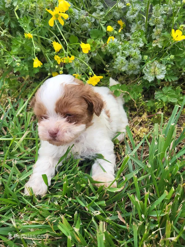 Shim – Shihpoo puppy for sale in Atlanta, GA