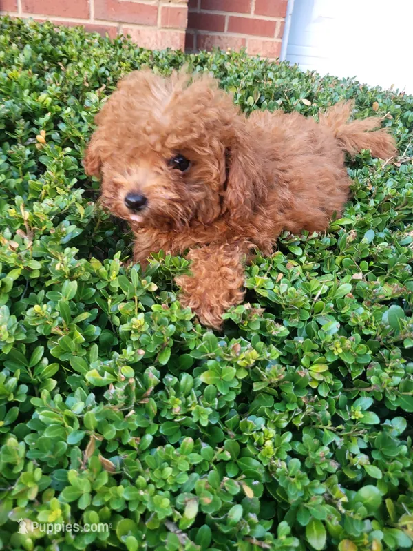 Nikki  – Poodle - Toy  puppy for sale in Atlanta, GA