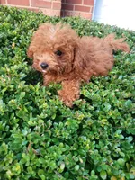 Nikki , a female Poodle - Toy  for sale in Atlanta, GA – 1 of 2