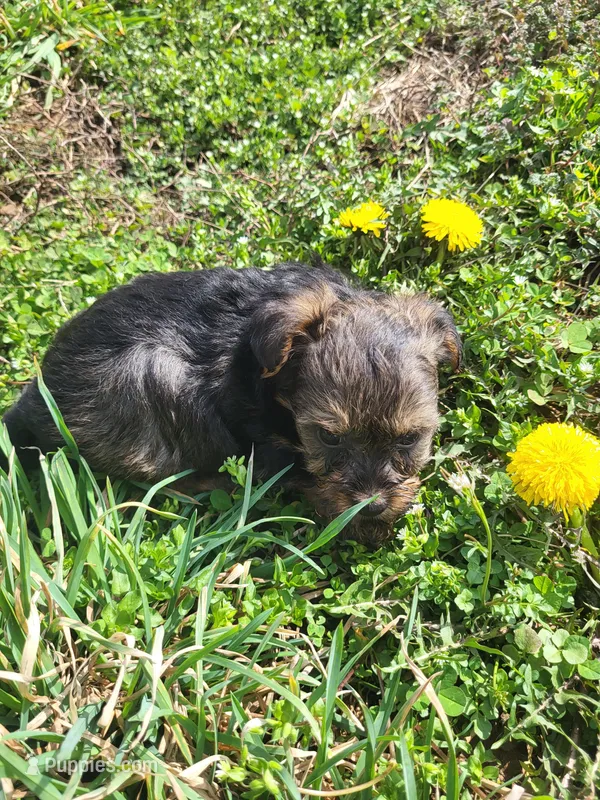 Yammer – Yorkipoo puppy for sale in Atlanta, GA