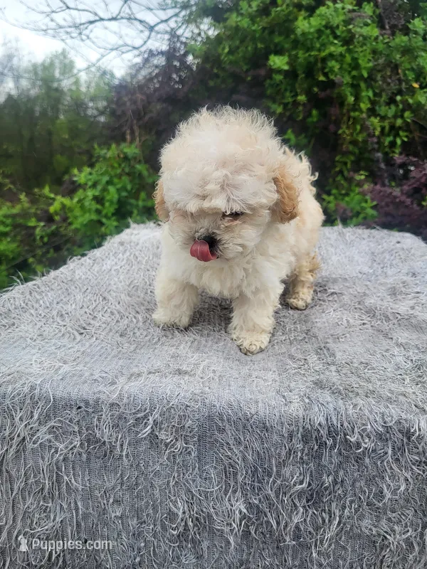 Max – Maltipoo puppy for sale in Atlanta, GA