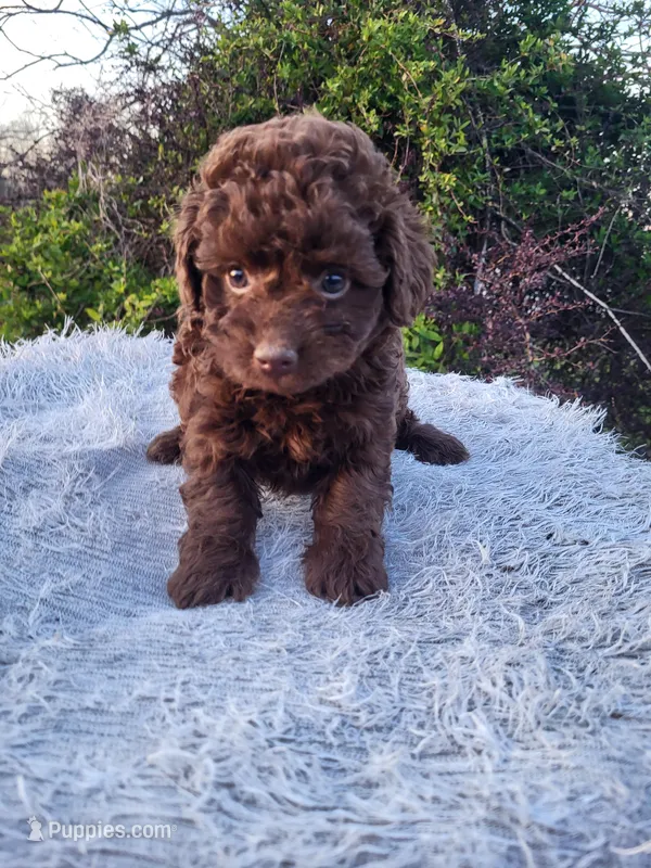 Tabitha  – Poodle - Toy  puppy for sale in Atlanta, GA