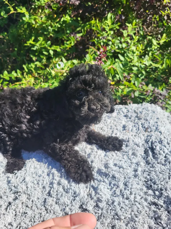 Tang large toy poodle  – Poodle - Toy  puppy for sale in Atlanta, GA