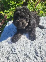 Tang large toy poodle , a male Poodle - Toy  for sale in Atlanta, GA – 2 of 2