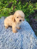Tiffany , a female Poodle - Toy  for sale in Atlanta, GA – 2 of 2