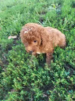 Trina large toy, a female Poodle - Toy  for sale in Atlanta, GA – 2 of 2