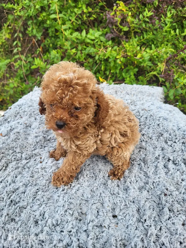 Tea cup size ted – Poodle - Toy  puppy for sale in Atlanta, GA