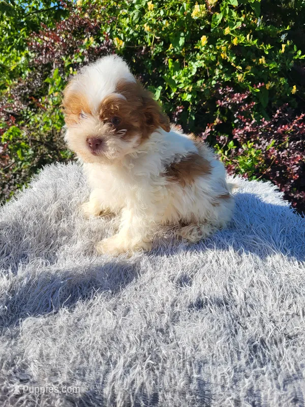 Shim – Shihpoo puppy for sale in Atlanta, GA