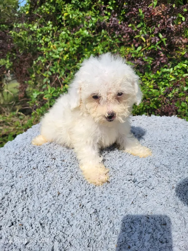 Tiller – Poodle - Toy  puppy for sale in Atlanta, GA