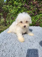 Tiller, a female Poodle - Toy  for sale in Atlanta, GA – 1 of 1