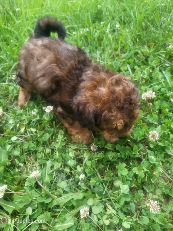 Sir  – Shihpoo puppy for sale in Atlanta, GA