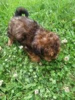 Sir , a male Shihpoo for sale in Atlanta, GA – 1 of 1