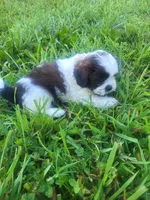 Spirit , a male Shihpoo for sale in Atlanta, GA – 2 of 3