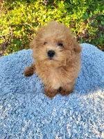 Timmy , a male Poodle - Toy  for sale in Atlanta, GA – 2 of 3