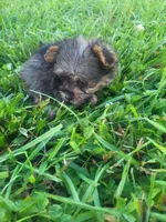 Yaya, a female Yorkipoo for sale in Atlanta, GA – 3 of 4