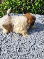 Shep , a female Shih Tzu for sale in Atlanta, GA – 2 of 2