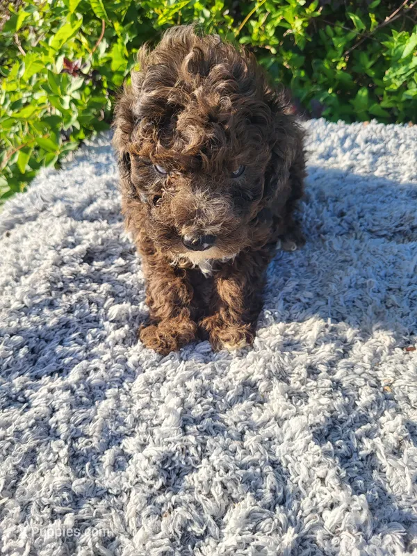 Tink – Poodle - Toy  puppy for sale in Atlanta, GA