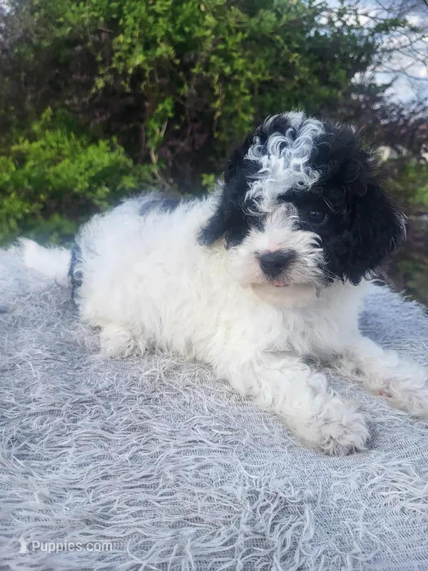 Missy  – Maltipoo puppy for sale in Atlanta, GA
