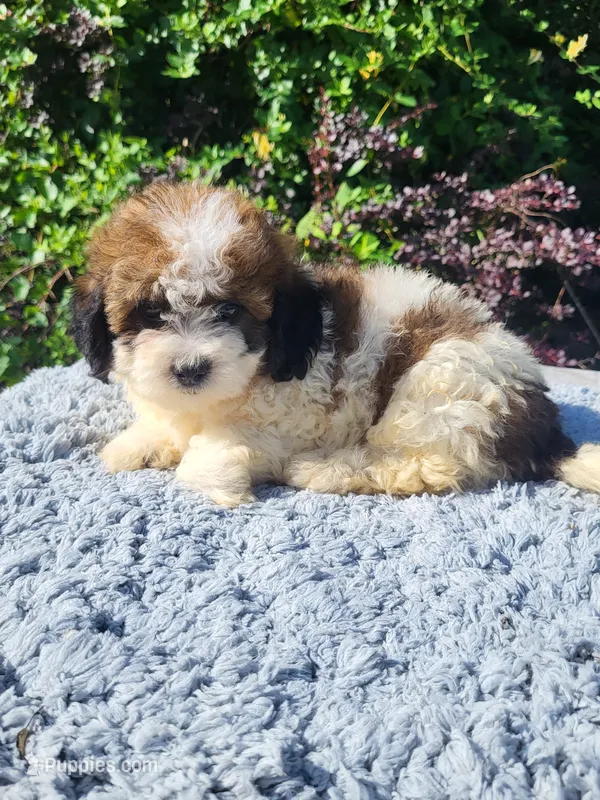 Samantha  – Shihpoo puppy for sale in Atlanta, GA