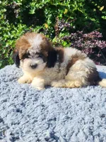 Samantha , a female Shihpoo for sale in Atlanta, GA – 1 of 1