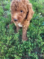Tad large toy, a male Poodle - Toy  for sale in Atlanta, GA – 2 of 3