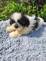 Shipper , a female Shih Tzu for sale in Atlanta, GA – 2 of 2