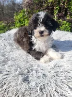 Sheena , a female Shihpoo for sale in Atlanta, GA – Photo 2 of 2