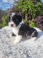 Sheena , a female Shihpoo for sale in Atlanta, GA – Photo 1 of 2
