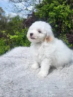 Tod, a male Poodle - Toy  for sale in Atlanta, GA – Photo 1 of 2