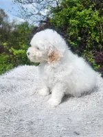 Tod, a male Poodle - Toy  for sale in Atlanta, GA – Photo 2 of 2