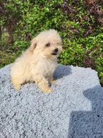Tabby, a female Poodle - Toy  for sale in Atlanta, GA – 2 of 2