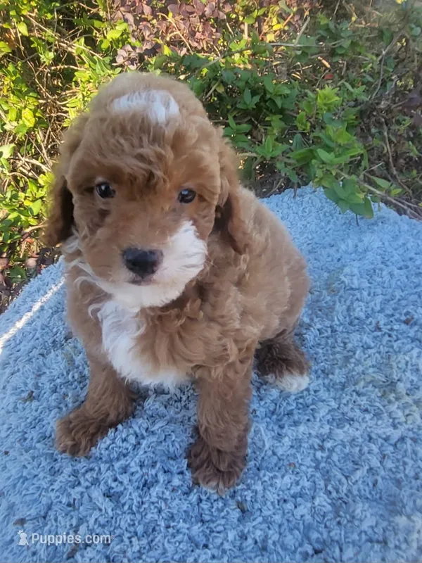 Half mustache  – Poodle - Toy  puppy for sale in Atlanta, GA