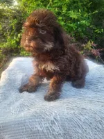 Mindy , a female Maltipoo for sale in Atlanta, GA – 3 of 3