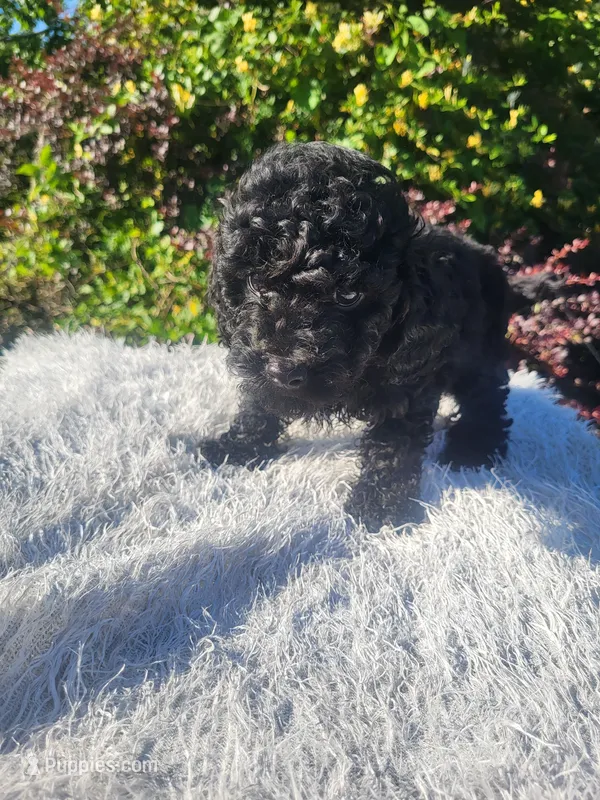 Sid – Shihpoo puppy for sale in Atlanta, GA