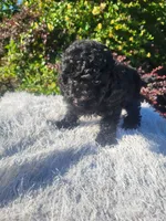 Sid, a male Shihpoo for sale in Atlanta, GA – 1 of 1