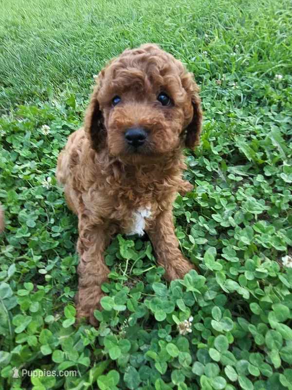 Trent  – Poodle - Miniature  puppy for sale in Atlanta, GA