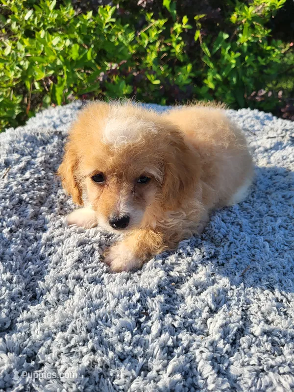 Tike  – Poodle - Toy  puppy for sale in Atlanta, GA