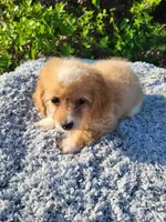 Tike , a male Poodle - Toy  for sale in Atlanta, GA – 1 of 2