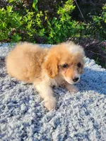 Tike , a male Poodle - Toy  for sale in Atlanta, GA – 2 of 2
