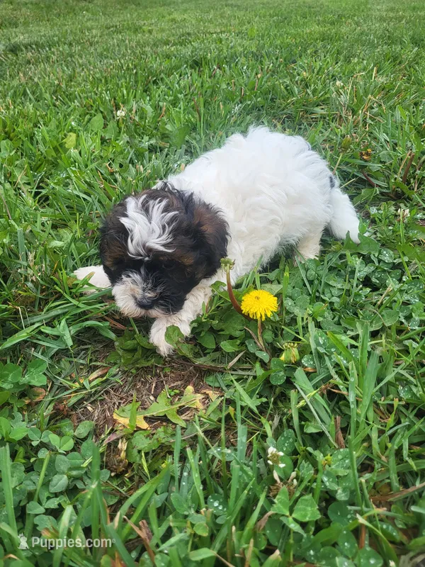 Hemmi – Havapoo puppy for sale in Atlanta, GA