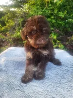 Mindy , a female Maltipoo for sale in Atlanta, GA – 1 of 3