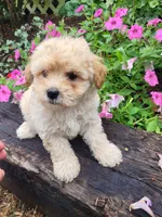 Merve , a male Maltipoo for sale in Atlanta, GA – 1 of 1
