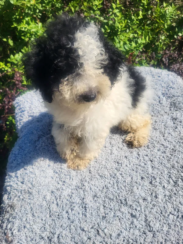 Turk  – Poodle - Toy  puppy for sale in Atlanta, GA
