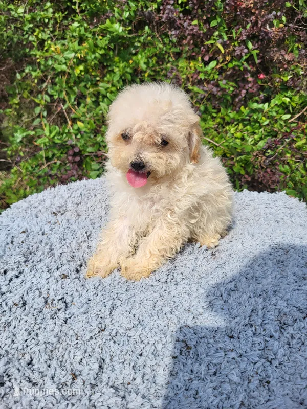 Tabby – Poodle - Toy  puppy for sale in Atlanta, GA