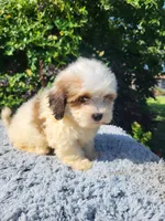 Sam, a male Shihpoo for sale in Atlanta, GA – 1 of 1