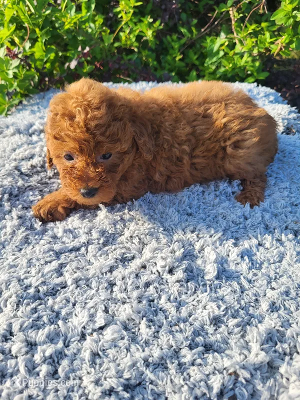 Tamara  – Poodle - Toy  puppy for sale in Atlanta, GA