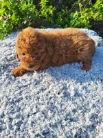 Tamara , a female Poodle - Toy  for sale in Atlanta, GA – 1 of 1