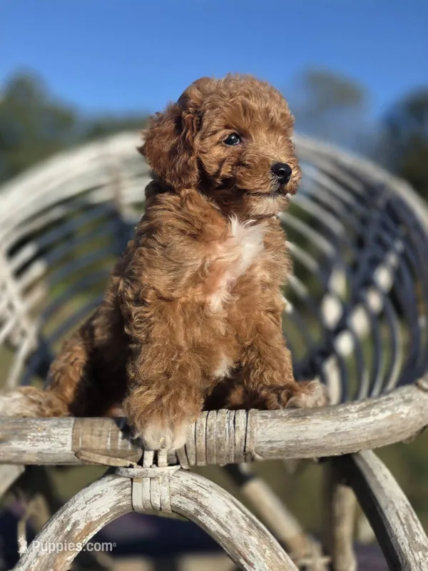 Tinker – Poodle - Toy  puppy for sale in Atlanta, GA