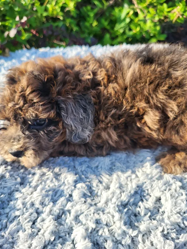 Trip – Poodle - Toy  puppy for sale in Atlanta, GA