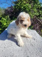 Large toy 18 lbs, Turk , a male Poodle - Toy  for sale in Atlanta, GA – Photo 2 of 3